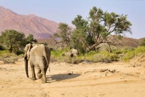 Safari en Namibie en famille : quand partir, où aller et que prévoir