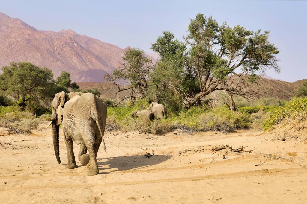Safari en Namibie en famille : quand partir, où aller et que prévoir