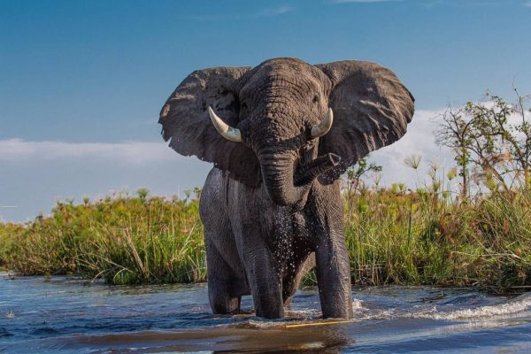 Partir en safari au botswana avec des enfants : guide pratique et astuces