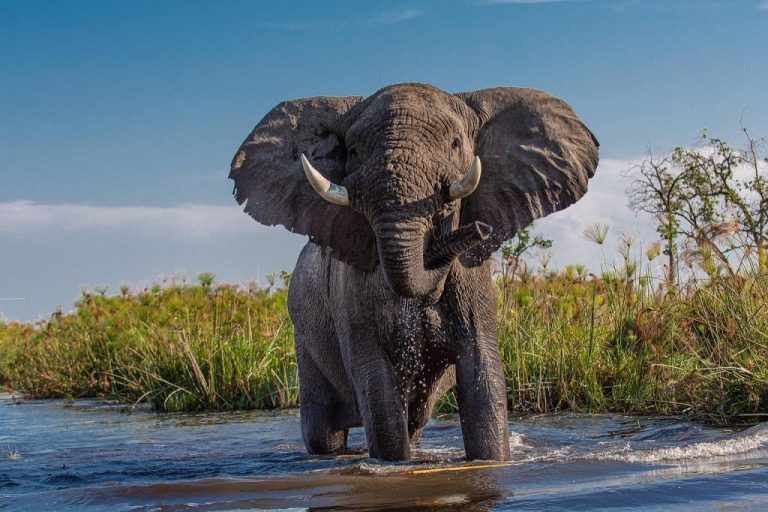 Partir en safari au botswana avec des enfants : guide pratique et astuces