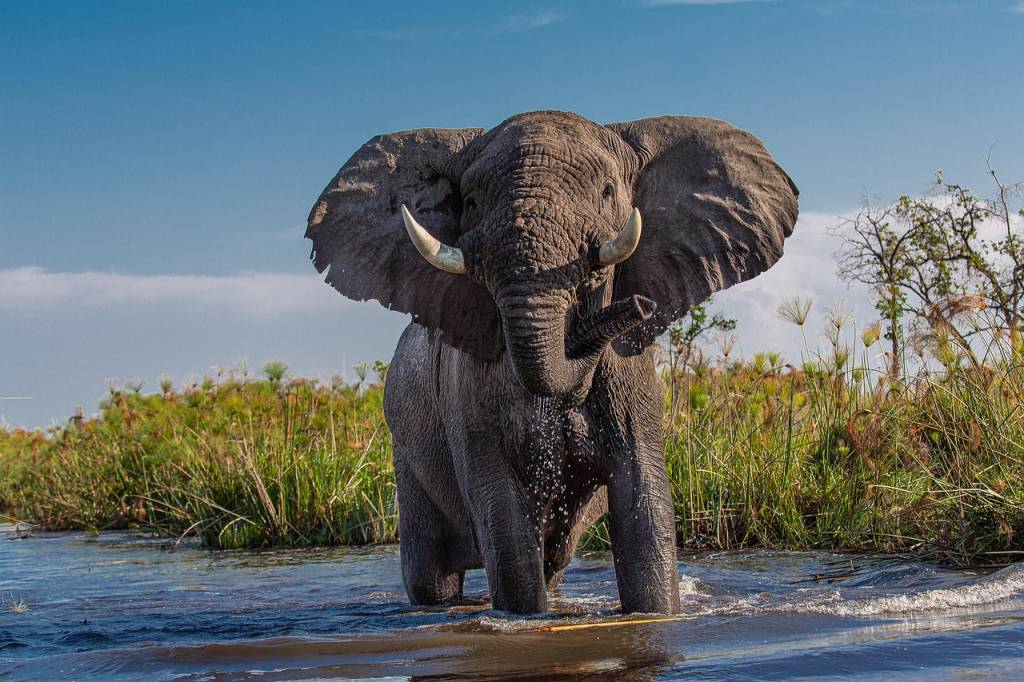 Partir en safari au botswana avec des enfants : guide pratique et astuces